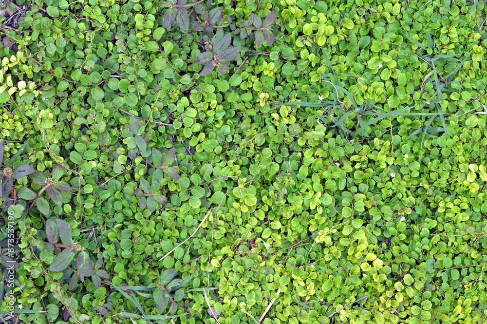 green grass for texture background green grass for texture background