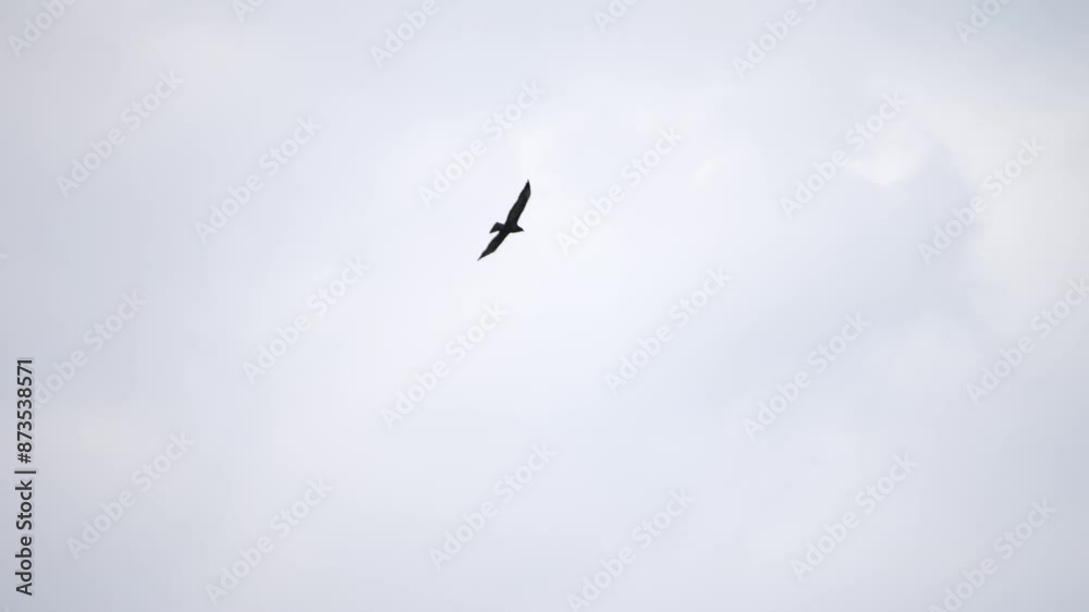 Predatory buzzard circling near urban buildings and power lines, searching for prey. Filmed with a telephoto lens on an overcast day, with the bird silhouetted against the sky. Predatory buzzard circling near urban buildings and power lines, searching for prey. Filmed with a telephoto lens on an overcast day, with the bird silhouetted against the sky.