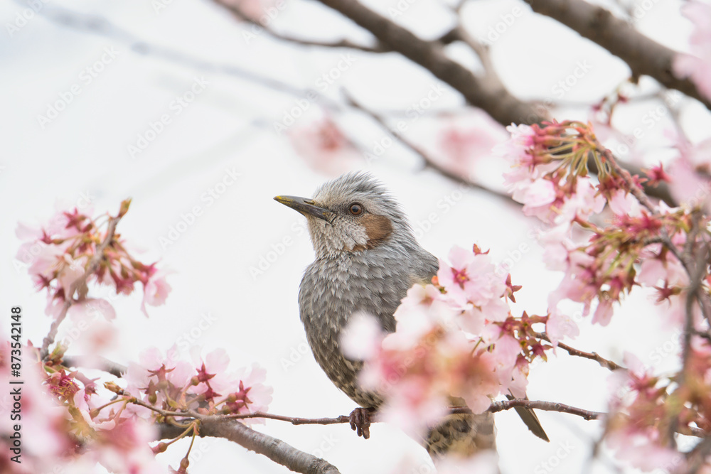 A Japanese Bulbul Enjoying the Nectar of Cherry Blossoms; Toyama, Japan A Japanese Bulbul Enjoying the Nectar of Cherry Blossoms; Toyama, Japan