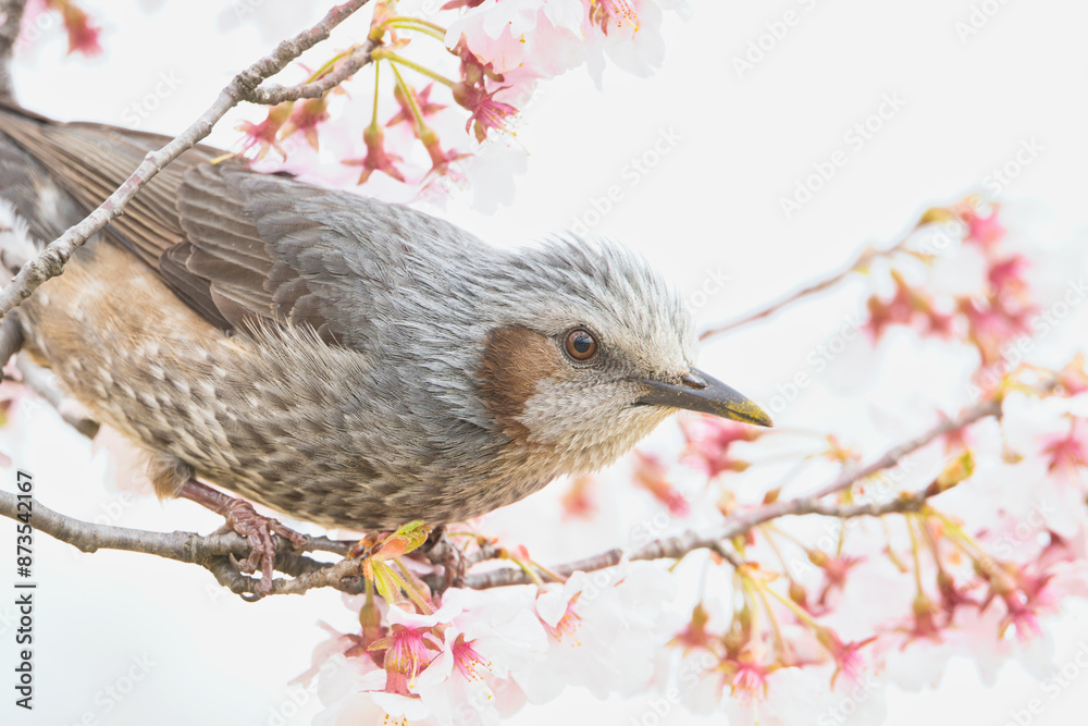 A Japanese Bulbul Enjoying the Nectar of Cherry Blossoms; Toyama, Japan A Japanese Bulbul Enjoying the Nectar of Cherry Blossoms; Toyama, Japan