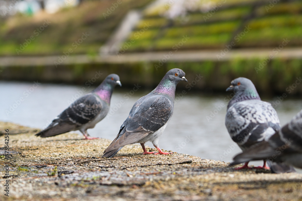 Fototapeta premium Feral Pigeons Flocking Along the Riverbank; Toyama, Japan
