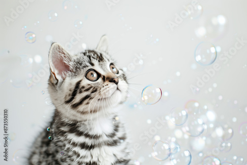 American Shorthair Kitten in Shower Bubbles on White Background - Adorable Cat Snapshot photo