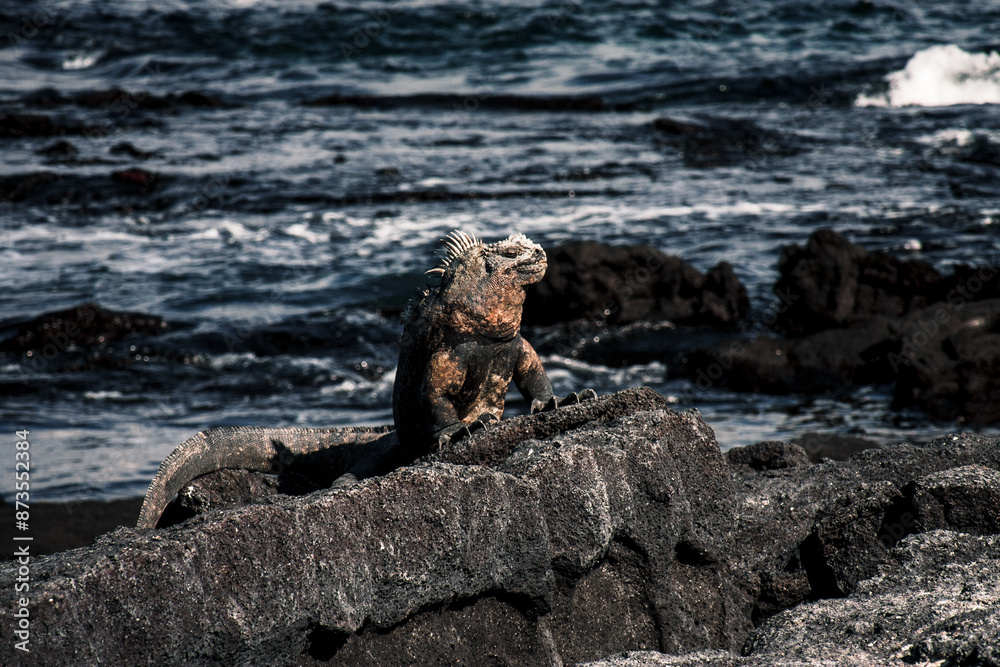 Galapagos Iguana on Rocky Shore Galapagos Iguana on Rocky Shore