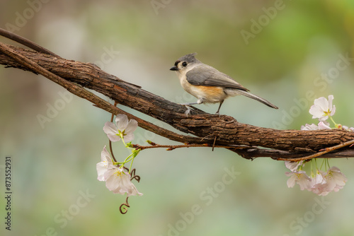 Tufted Titmouse perched on flowering tree branch