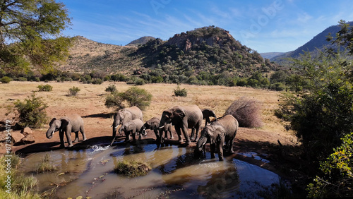 Africans Elephants At Rustenburg In North West South Africa. African Animals Landscape. Pilanesberg National Park. Rustenburg At North West South Africa. Big Five Animals. Wildlife Safari.