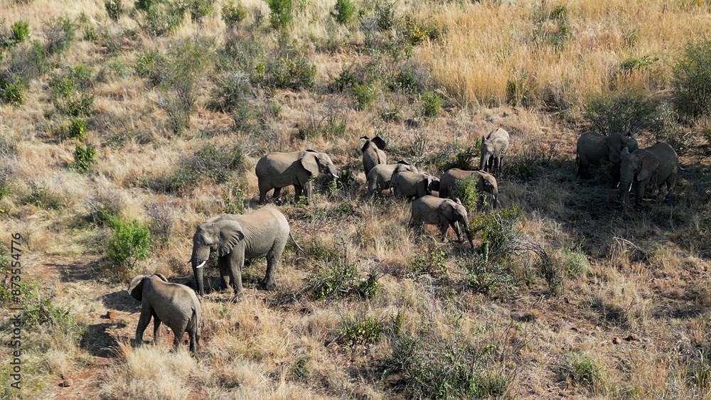 Fototapeta premium Wild Elephants At Rustenburg In North West South Africa. African Animals Landscape. Pilanesberg National Park. Rustenburg At North West South Africa. Big Five Animals. Wildlife Safari.