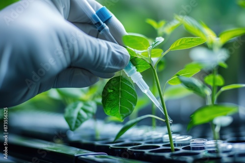 Scientist injecting plant in laboratory for research. Possible GMO theme.