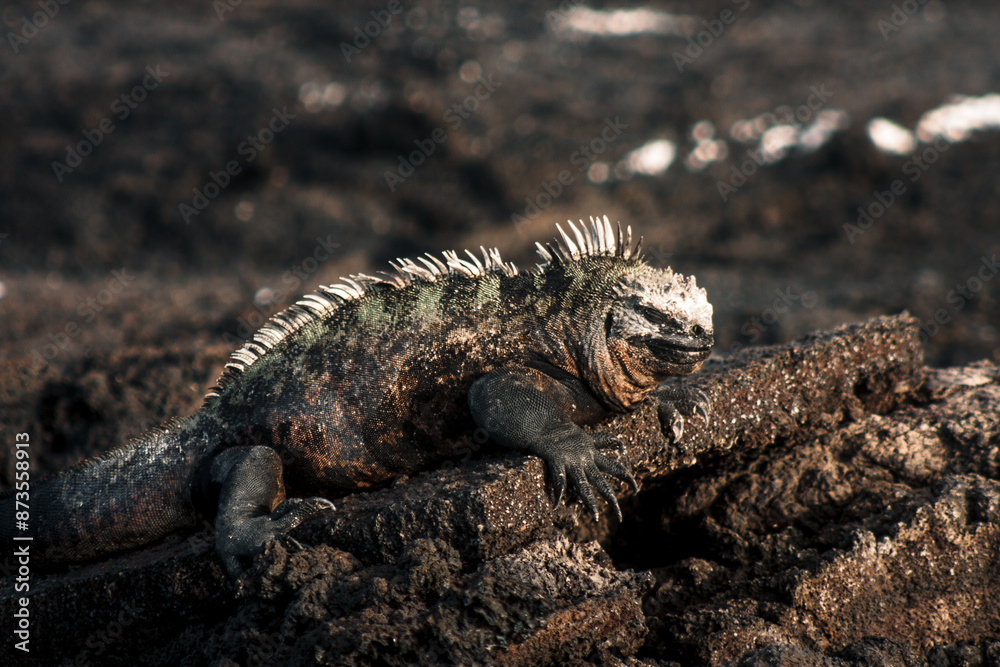 Galapagos Marine Iguana Resting Galapagos Marine Iguana Resting