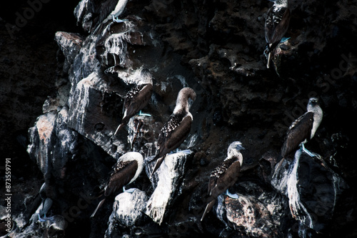 Galapagos Blue-Footed Boobies on Volcanic Cliffs