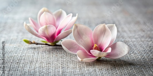 Close-up of two magnolia flowers on a gray textile background, creating a romantic and serene atmosphere, magnolia