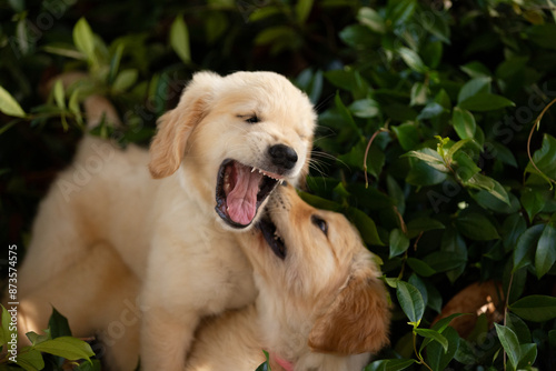 golden retriever puppies playing