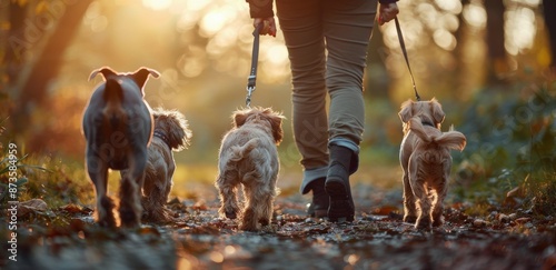 Person Walking Four Small Dogs on Trail in Autumn