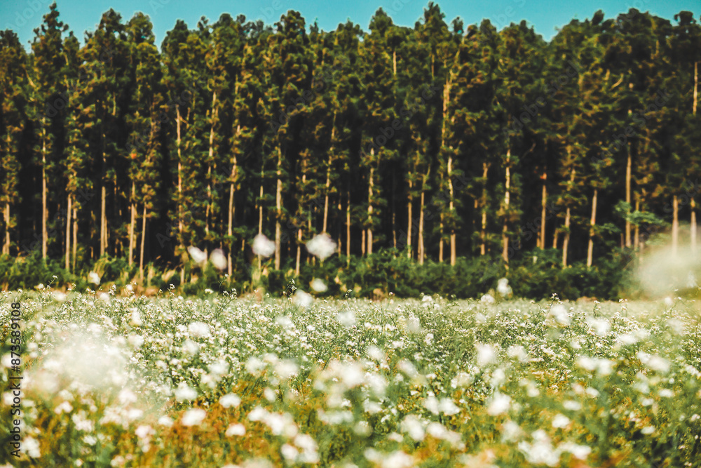 Obraz premium 제주도풍경