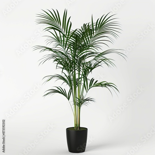 very tall plant pot photography on white background