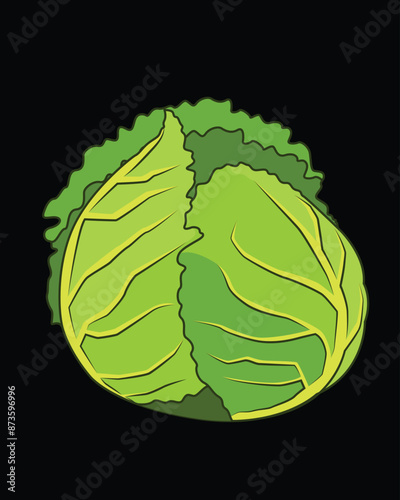 Illustration of a fresh cabbage
