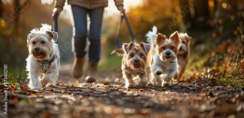 Person Walking Four Small Dogs on Trail in Autumn