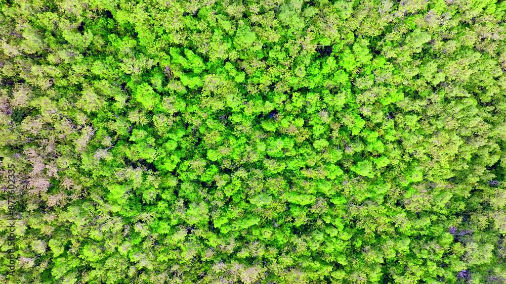 Drone view of trees in forest Drone view of trees in forest