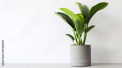 Vibrant green banana plant in grey pot on white background