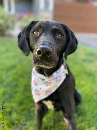 Black lab