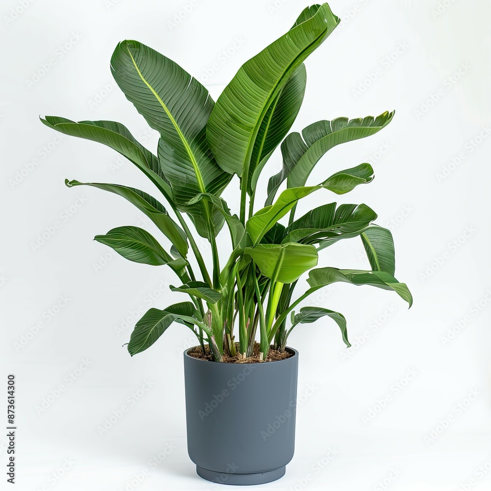  plant pot photography on white background