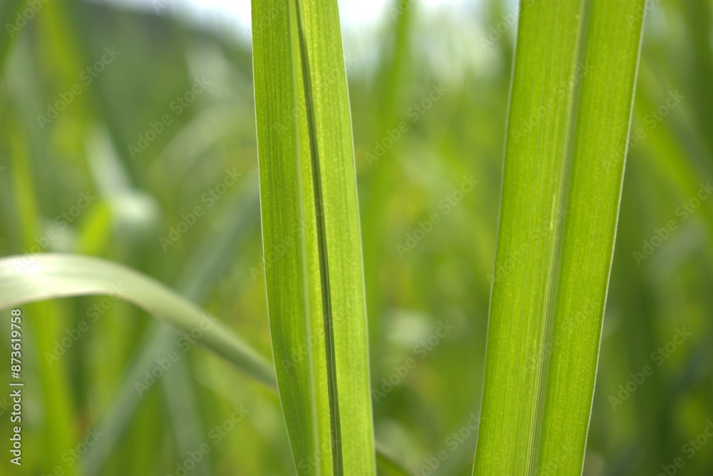 grass, nature, plant, leaf, spring, summer, macro, leaves, close-up, field, lawn, garden, green, closeup, fresh, meadow, growth, freshness, abstract, flora, natural, foliage, sunlight, water, environm grass, nature, plant, leaf, spring, summer, macro, leaves, close-up, field, lawn, garden, green, closeup, fresh, meadow, growth, freshness, abstract, flora, natural, foliage, sunlight, water, environm