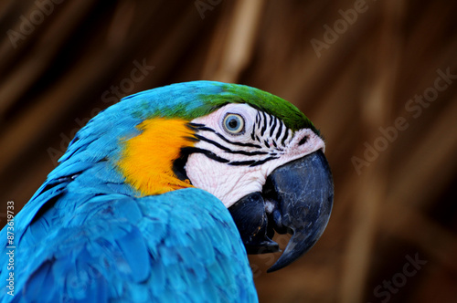 Guacamaya azul amarilla Ara ararauna loro