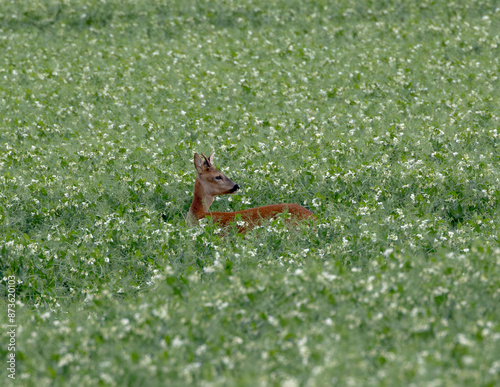 Roe deer in a field of beans © Robert L Parker