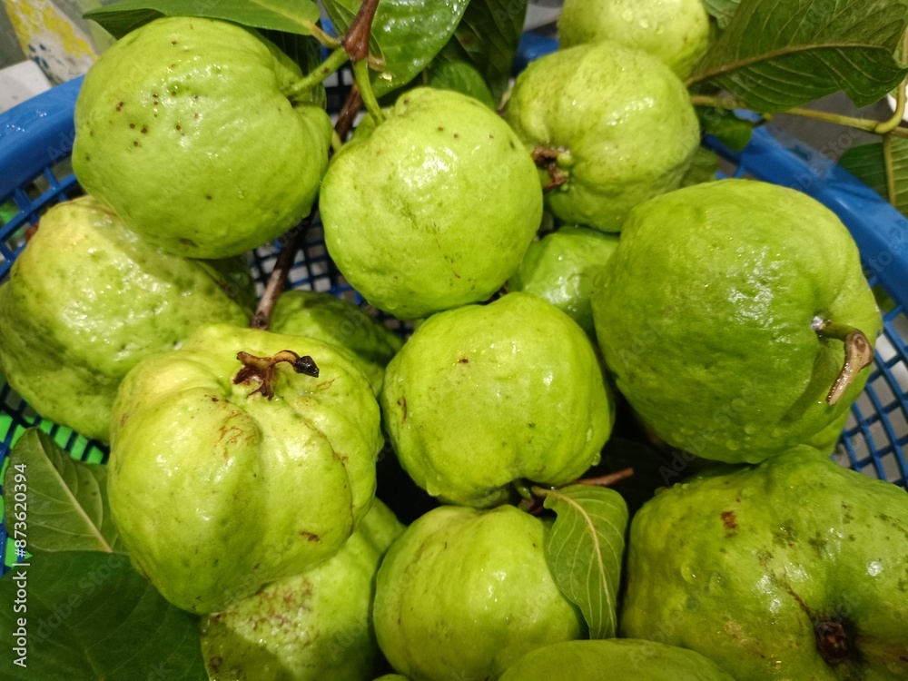 Fresh green guava fruit from a garden in Thailand