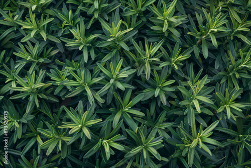 Rosemary (Rosmarinus officinalis) plant background design, creative