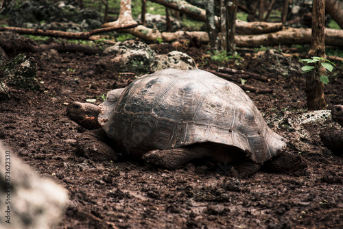 Giant Tortoise of Galapagos Enclosure