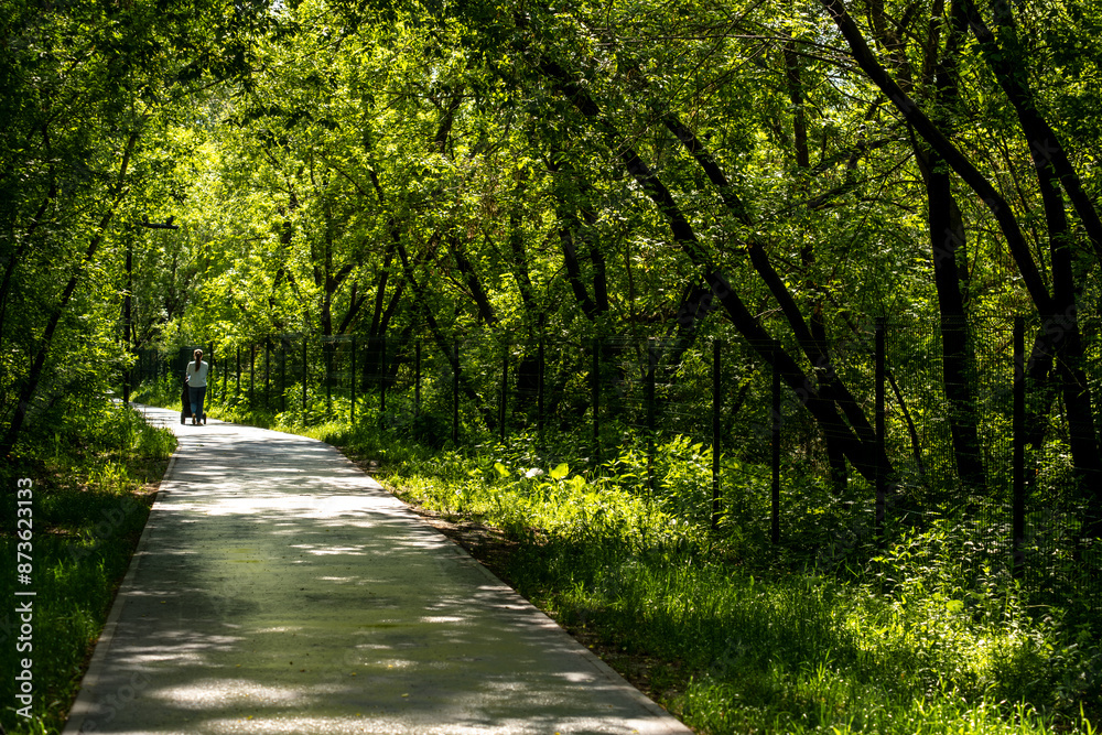 A path for walking in the forest among the trees on a summer day. A path for walking in the forest among the trees on a summer day.