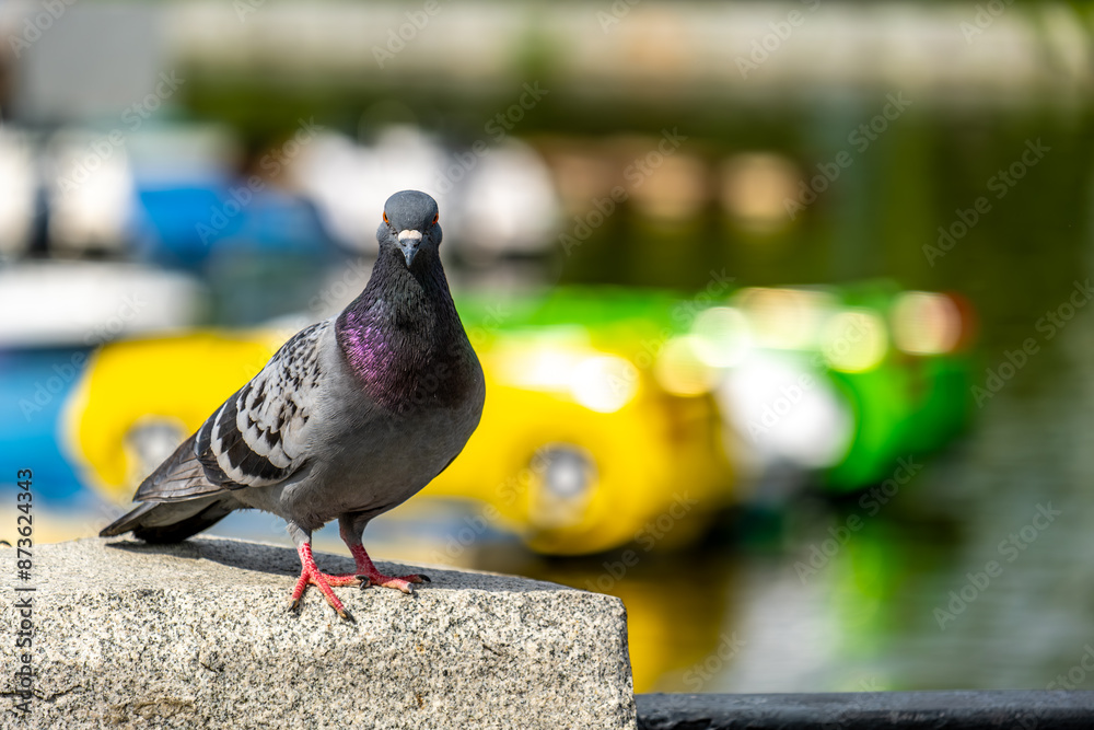 Fototapeta premium A pigeon stands on a concrete parapet in close-up.
