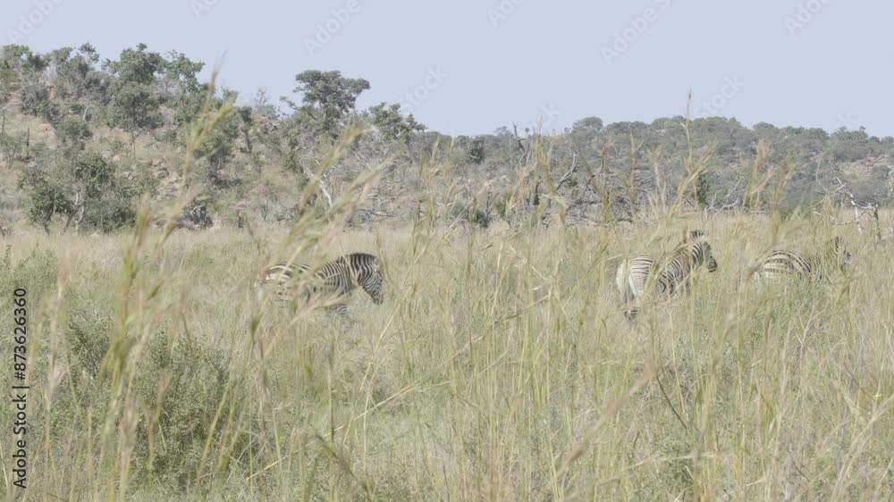 Zebra Family Walks Away From Camera in Dense Brush Zebra Family Walks Away From Camera in Dense Brush