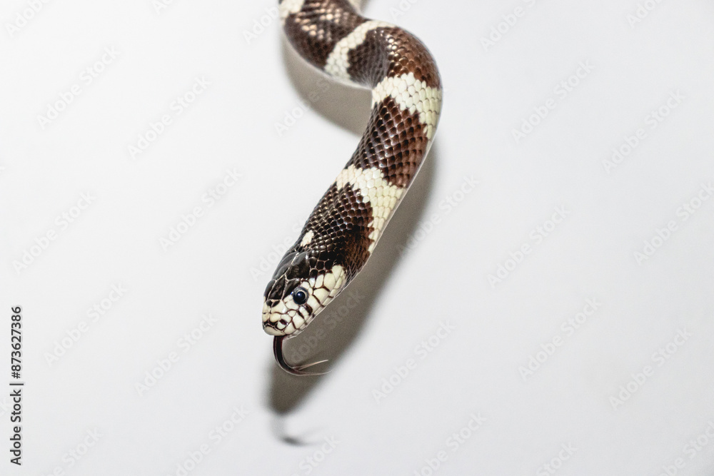 Obraz premium close up of a snake in white background