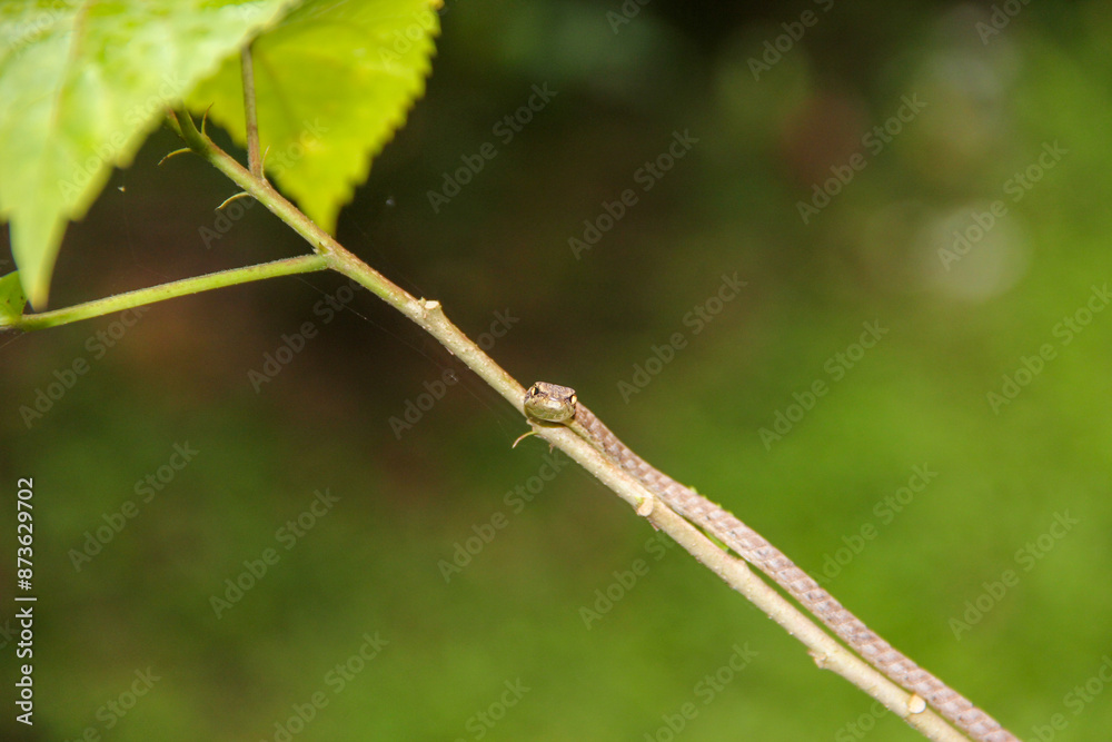 snake on the branch snake on the branch