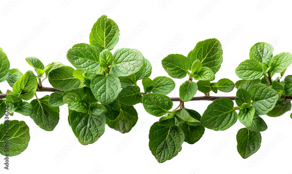 a branch of a plant with green leaves a branch of a plant with green leaves