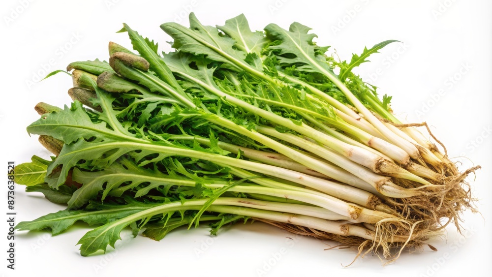 Freshly harvested raw chicory root with vibrant green leaves isolated on a clean white studio background in high definition. Freshly harvested raw chicory root with vibrant green leaves isolated on a clean white studio background in high definition.