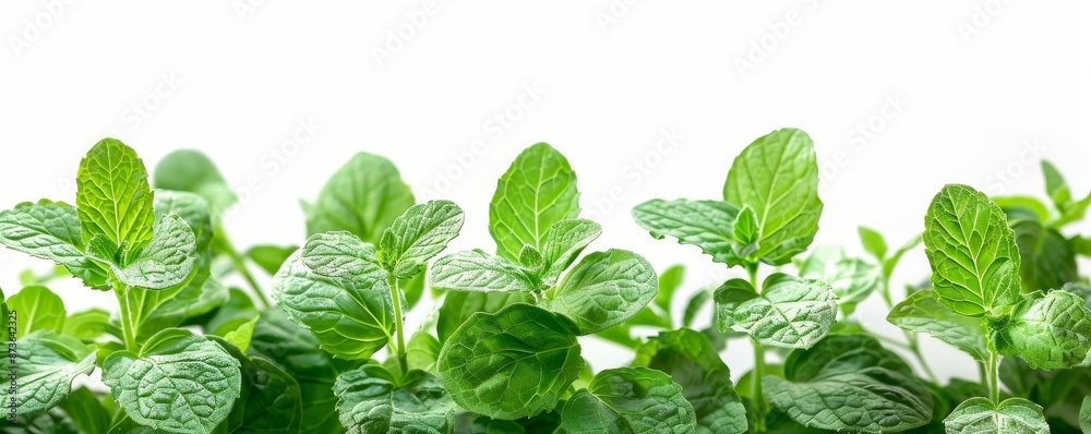 Detailed macro shot of mint sprigs against a clean white backdrop