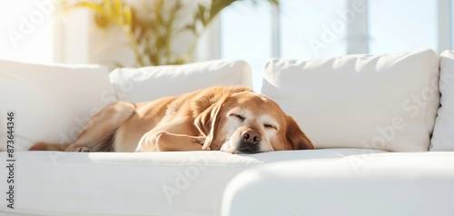 Serene dog resting on a minimalist white couch in a bright room, Dog, Serene and Minimalist concept