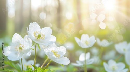 A field of white flowers with the sun shining on them