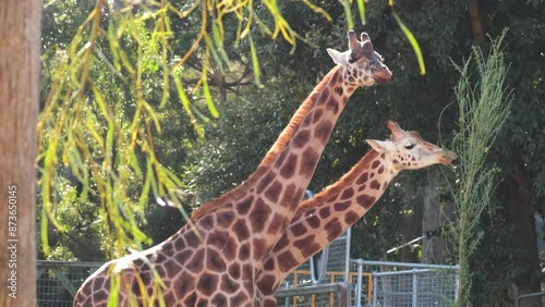 Giraffes Eating Leaves at Melbourne Zoo photo