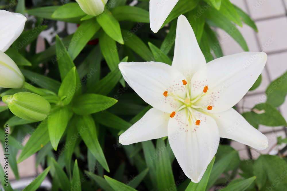 Fototapeta premium フェアリーリリーの白い花