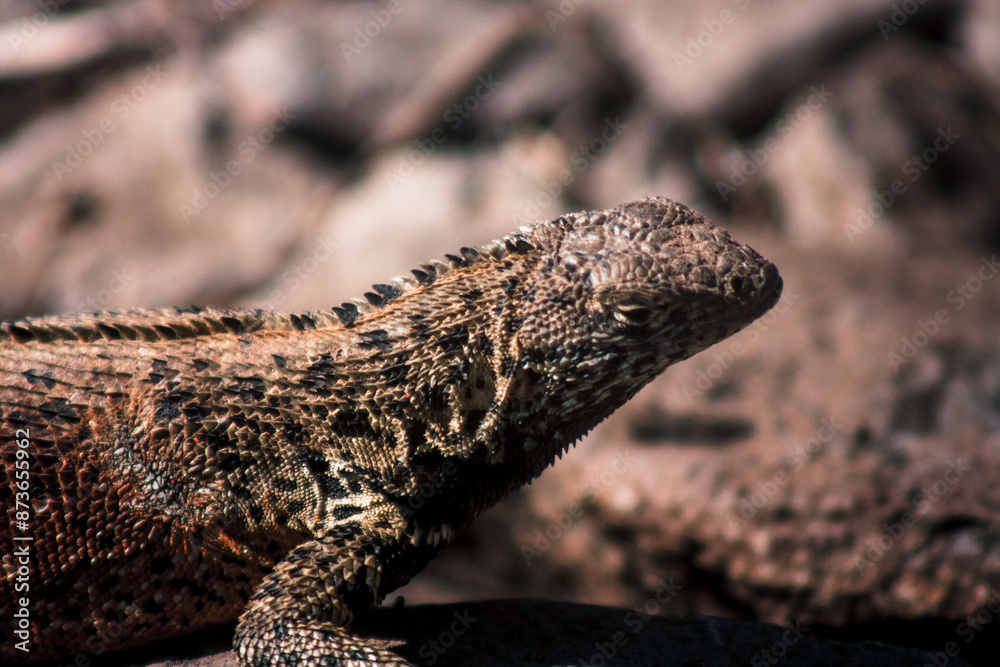 Galapagos Lava Lizard in Natural Habitat Galapagos Lava Lizard in Natural Habitat