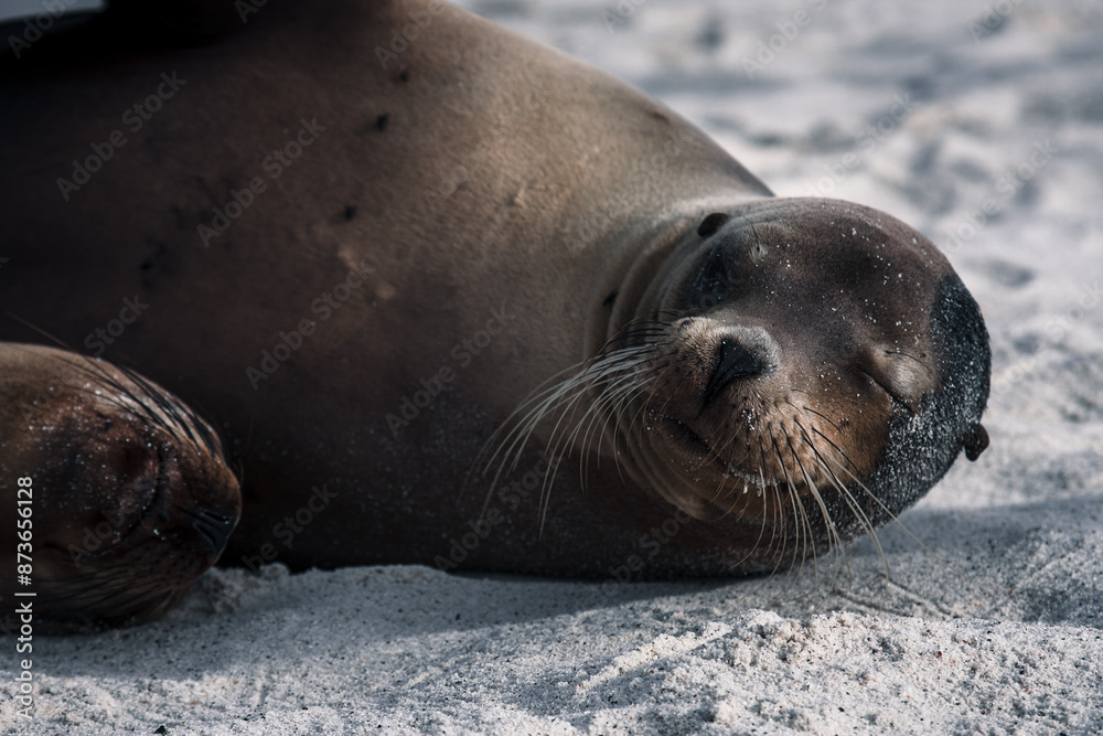 Obraz premium Peaceful Slumber of Galapagos Sea Lion