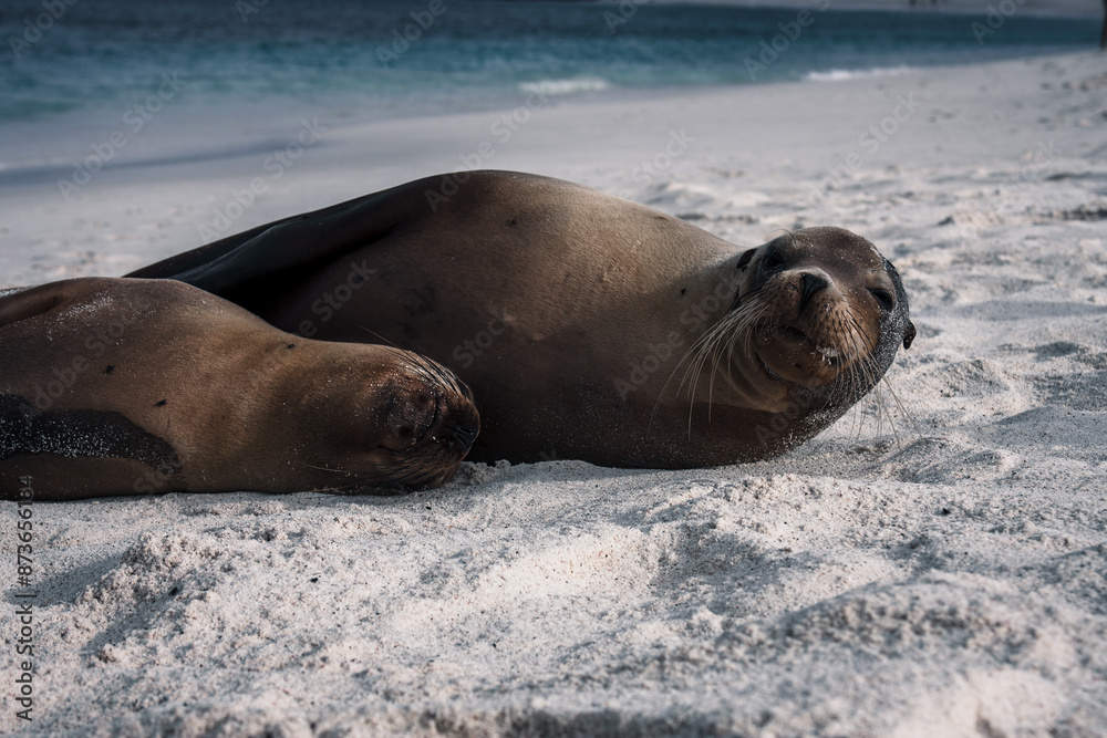 Fototapeta premium Galapagos Sea Lions Resting on Pristine Beach