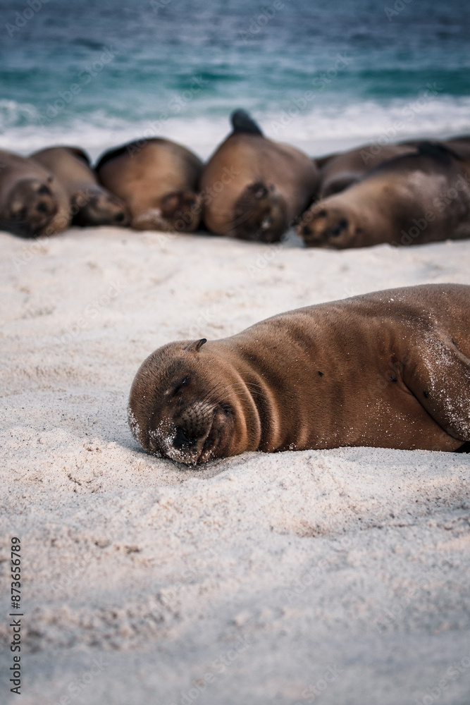 Fototapeta premium Restful Sea Lion Pup on Galapagos Beach