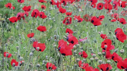 Closeup of red poppies swaying in field of green.