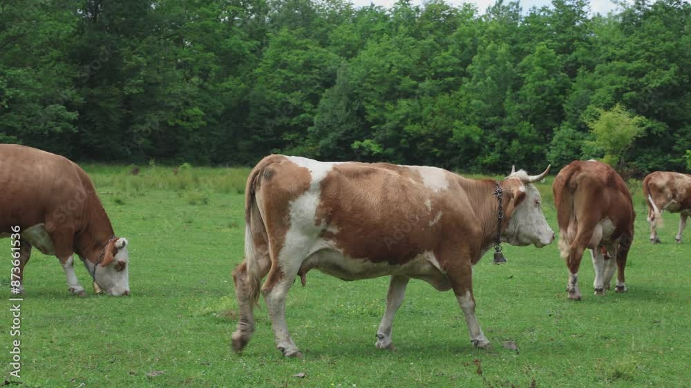 herd of cows grazing in a fresh green opened field on a cloudy summer day herd of cows grazing in a fresh green opened field on a cloudy summer day