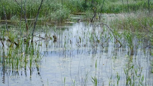 Peat marshland environment with lakes of water, reeds and trees at nature reserve on the Somerset Levels in England UK photo