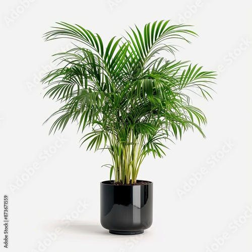 very tall plant pot photography on white background